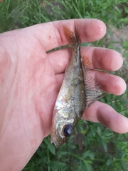 Gymnocephalus cernua