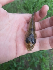 Gymnocephalus cernua