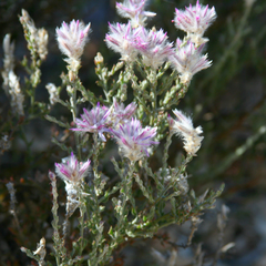 Ptilotus remotiflorus