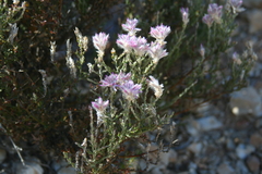 Ptilotus remotiflorus