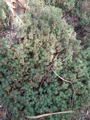 Brachyloma ericoides