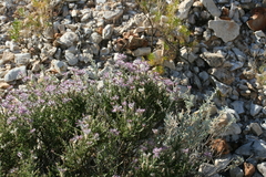 Ptilotus remotiflorus