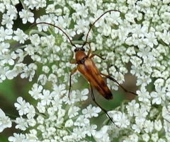 Stenurella septempunctata