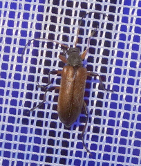 Cortodera femorata