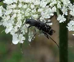 Chlorophorus sartor