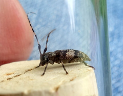 Leiopus linnei