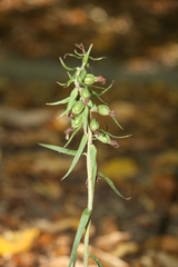 Epipactis atrorubens