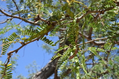 Prosopis articulata