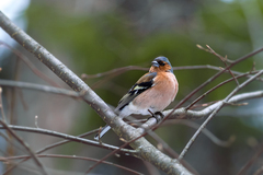 Fringilla coelebs