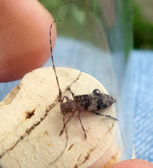 Leiopus linnei