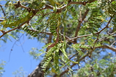Prosopis articulata