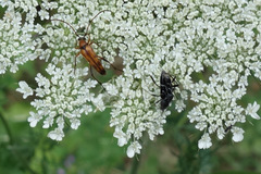 Chlorophorus sartor