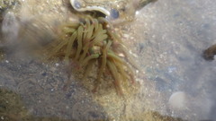 Anemonia viridis