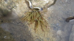 Anemonia viridis