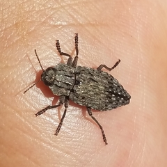 Dicerca crassicollis