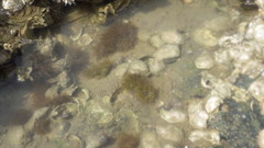 Anemonia viridis
