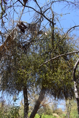 Phoradendron brachystachyum