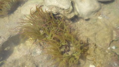 Anemonia viridis
