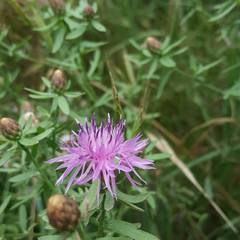 Centaurea leucophaea