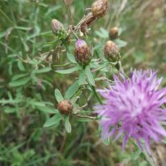Centaurea leucophaea