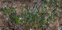 Asclepias vestita