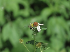 Chlorophorus miwai