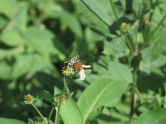 Chlorophorus miwai