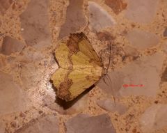 Antepione thisoaria