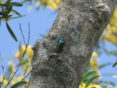 Campsosternus watanabei