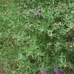 Centaurea leucophaea