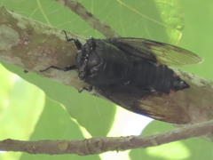 Cryptotympana holsti