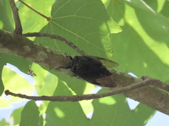 Cryptotympana holsti