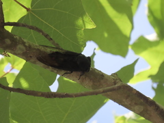 Cryptotympana holsti