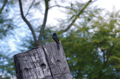 Dicrurus adsimilis fugax