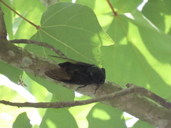 Cryptotympana holsti