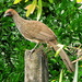 East Brazilian Chachalaca - Photo (c) Alex Popovkin, some rights reserved (CC BY-NC-ND)