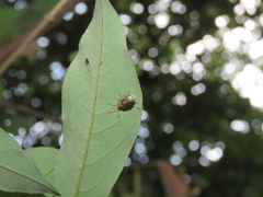 Paridea testacea