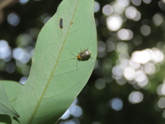 Paridea testacea