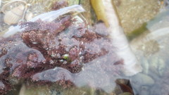 Ellisolandia elongata