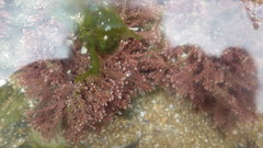 Ellisolandia elongata