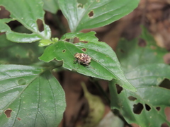 Dasyvalgus formosanus