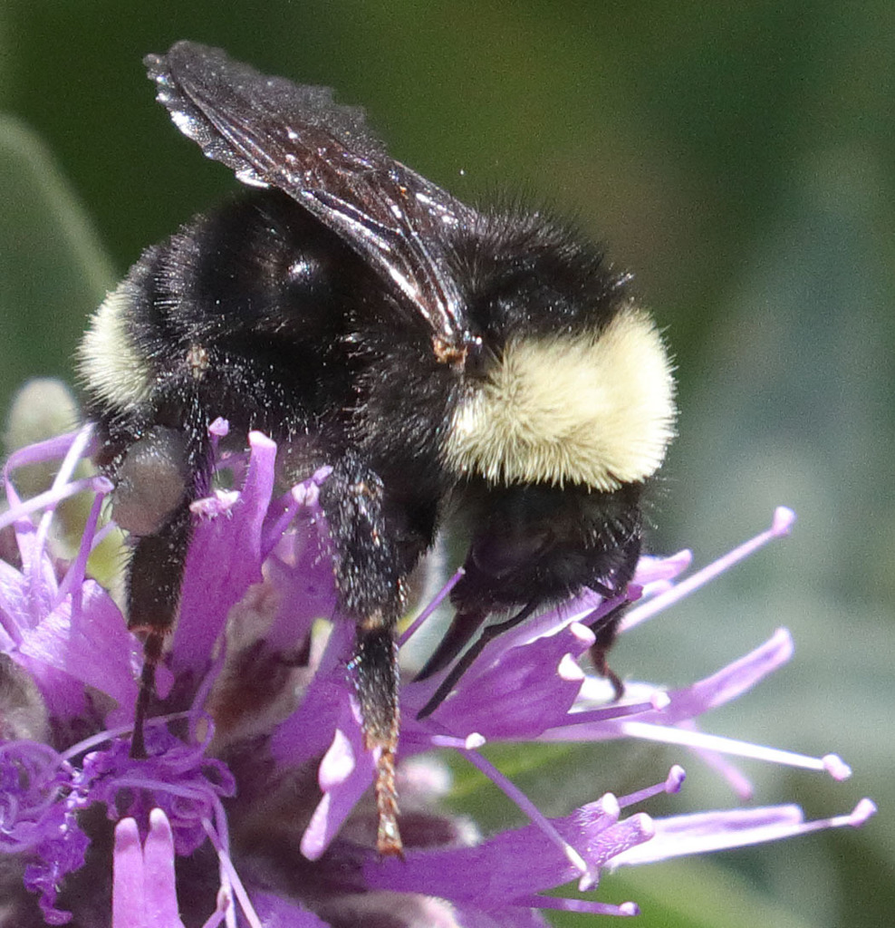 California bumble bee