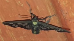 Eressa confinis