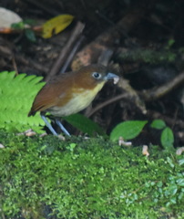Grallaria flavotincta