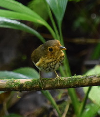 Grallaricula flavirostris