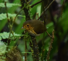 Grallaricula flavirostris