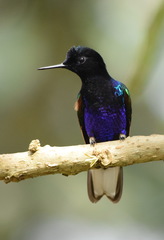 Velvet-Purple Coronet photo 2