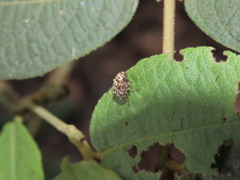 Dasyvalgus formosanus