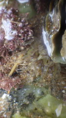 Aulactinia verrucosa