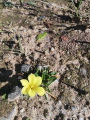 Moraea galaxia
